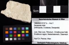 Foto (Objket + Etiketten) von Decapoda indet. 